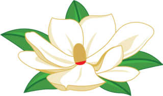 magnolia-320x189.png
