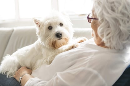 senior pet therapy