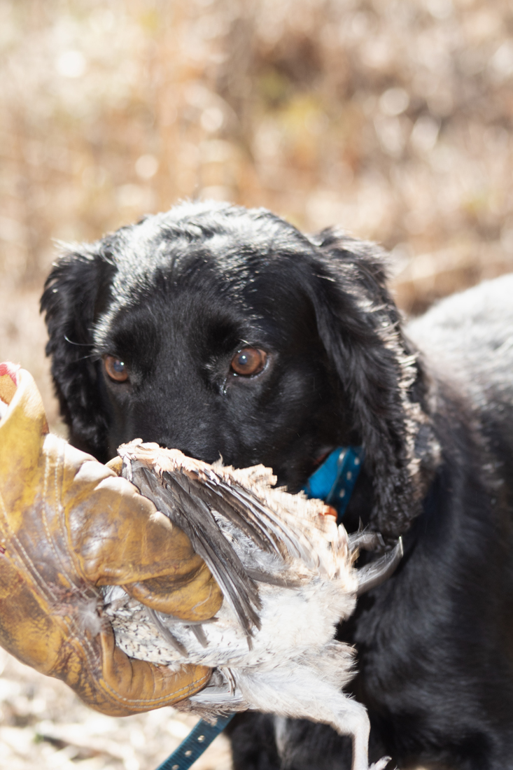 2024 John Gill Quail Hunt (1777) 