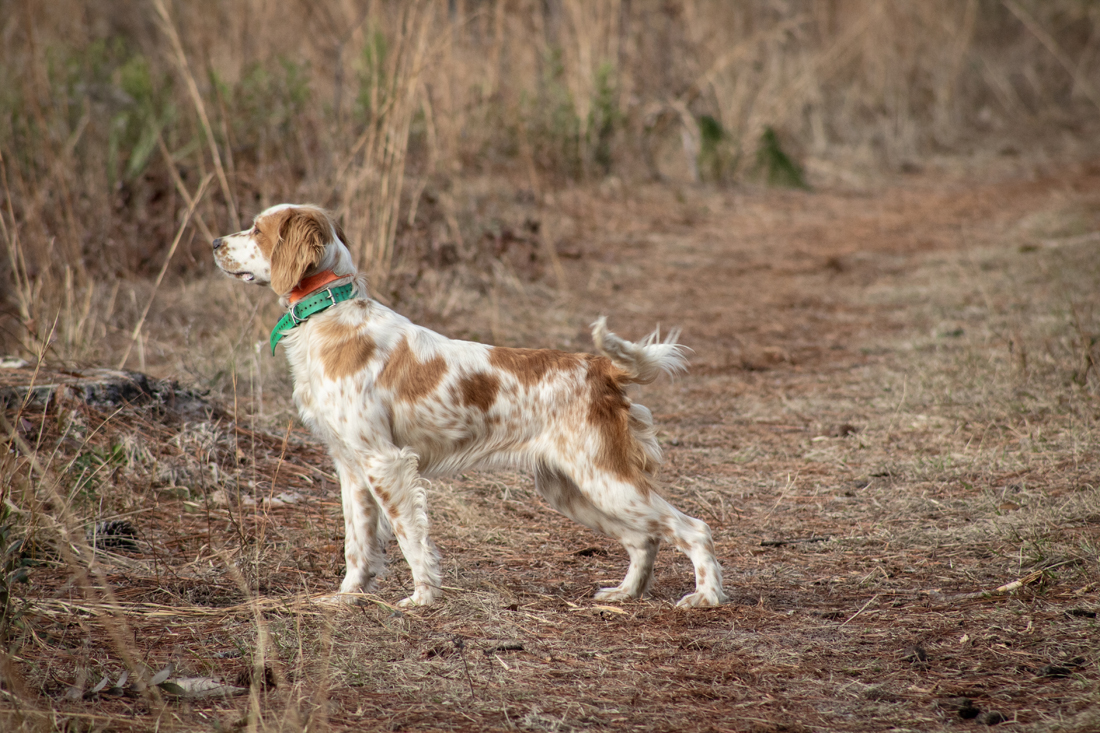 2024 John Gill Quail Hunt (1857) 