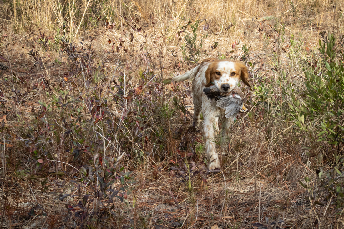 2024 John Gill Quail Hunt (1894) 