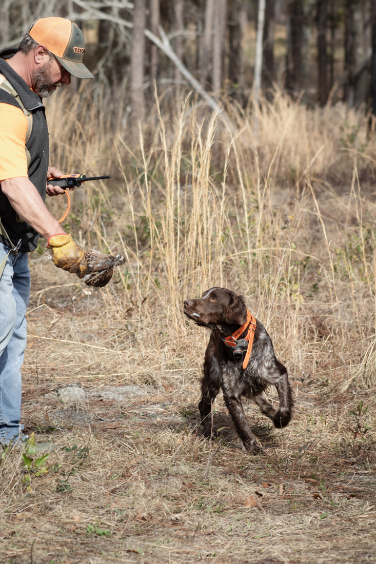 2024 John Gill Quail Hunt (1907) 