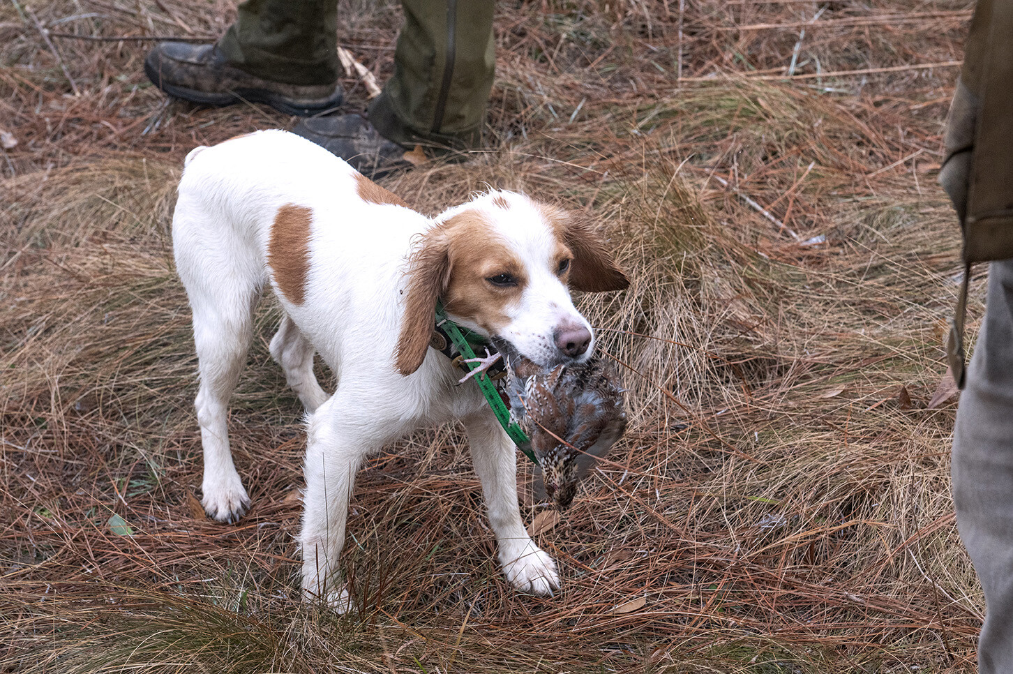 John Gill Quail Hunt_Hunt_6208