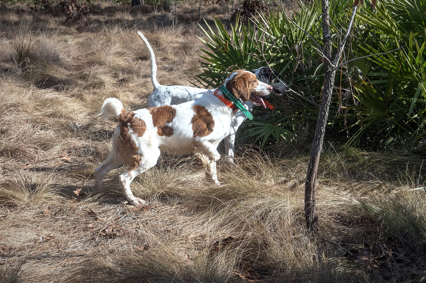 John Gill Quail Hunt_Hunt_6301