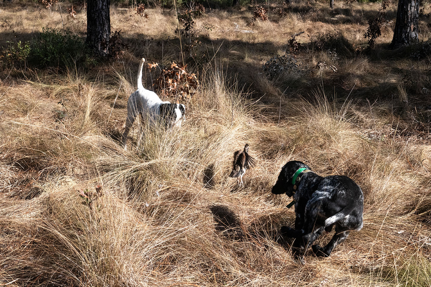 John Gill Quail Hunt_Hunt_6329