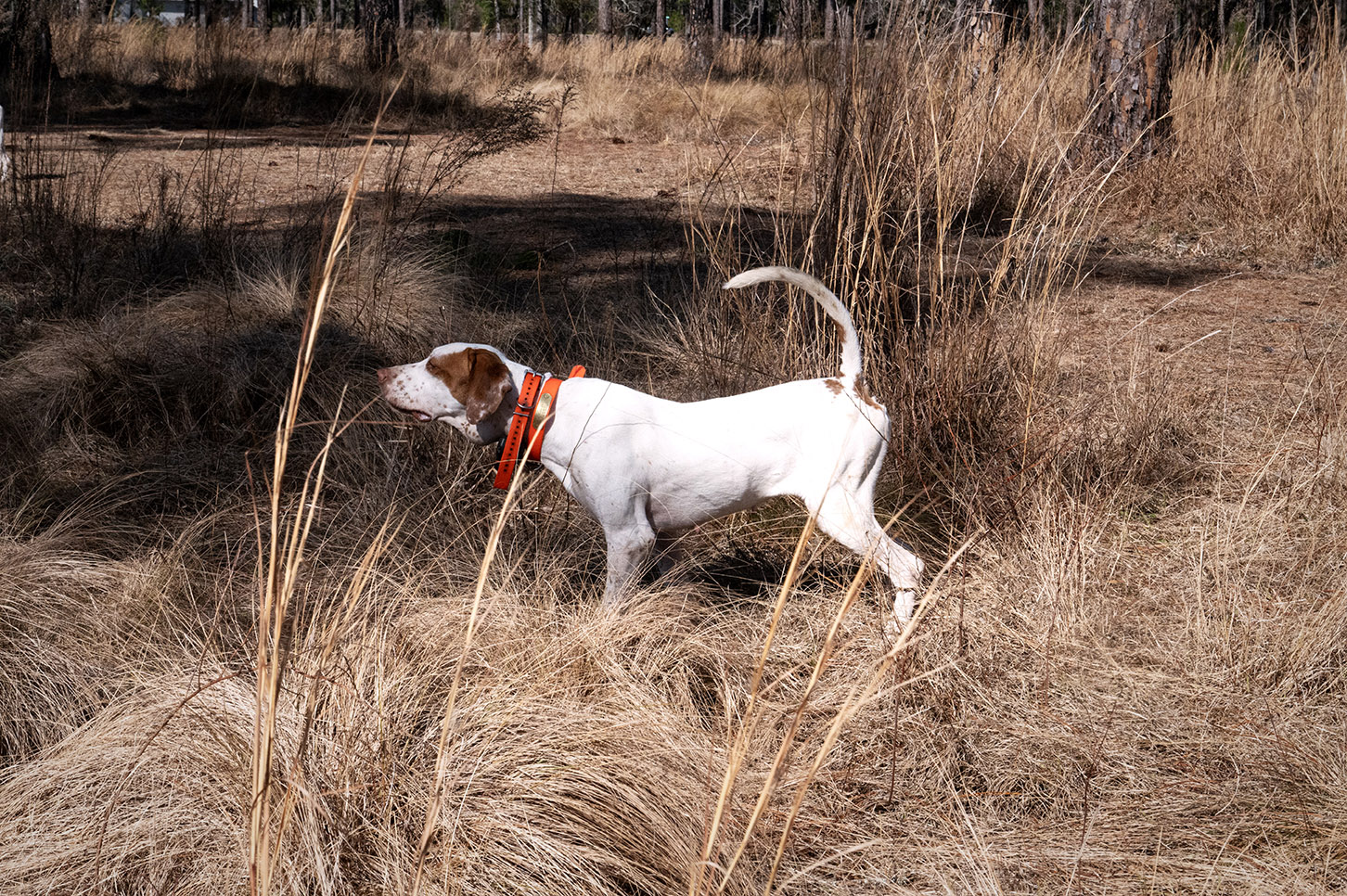 John Gill Quail Hunt_Hunt_6387